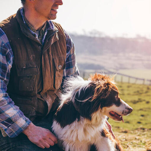 Raça de cachorro Border Collie