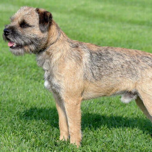 border terrier em pé no gramado