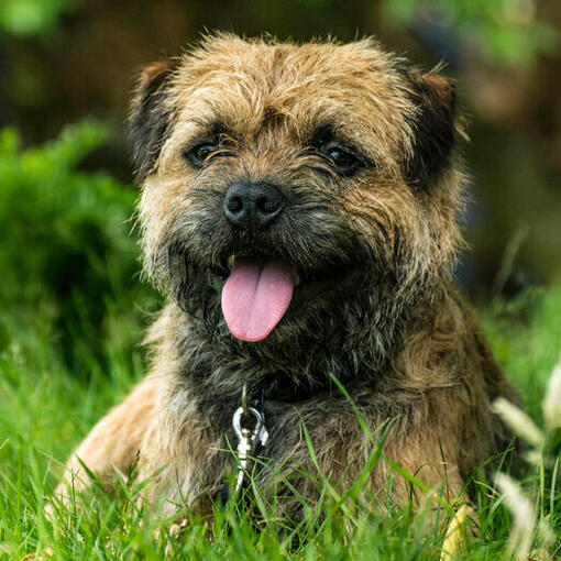 filhote de border terrier deitado na grama