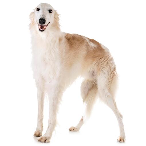 Raça de cachorro Borzoi