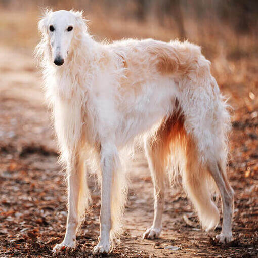 borzoi branco parado na trilha