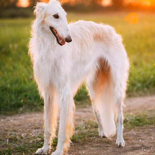 cachorro borzoi branco olhando para a direita