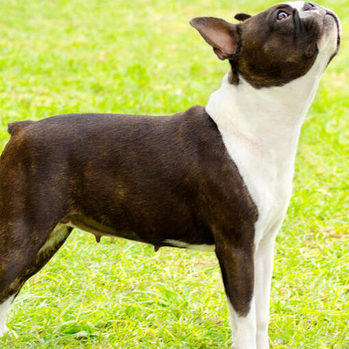 Boston Terrier olhando para cima