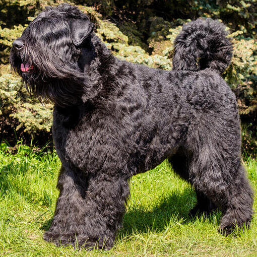 Bouvier Des Flandres em pé na grama