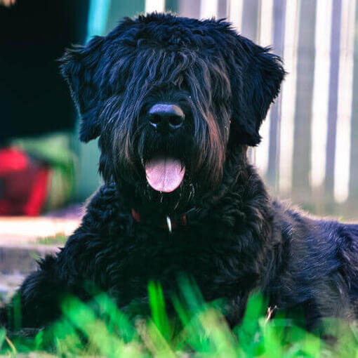 Bouvier Des Flandres deitado no chão