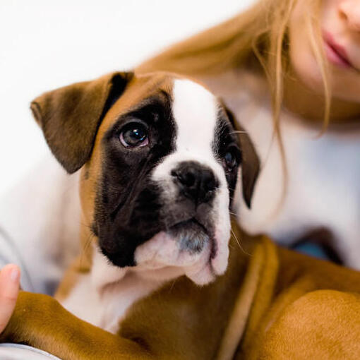 uma jovem segurando um cachorrinho boxer