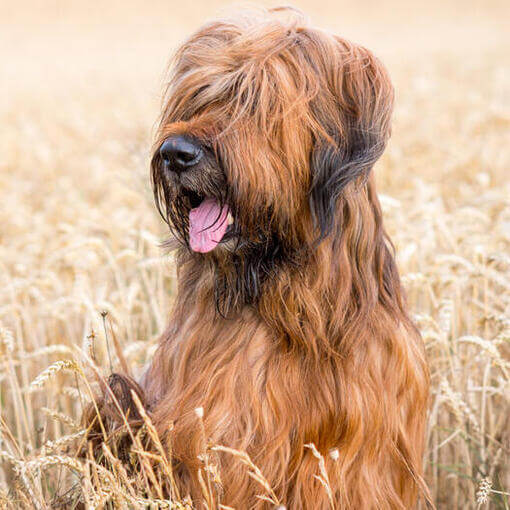 Briard sentado no campo