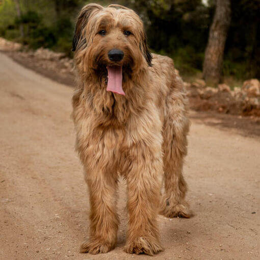 Briard parado na estrada