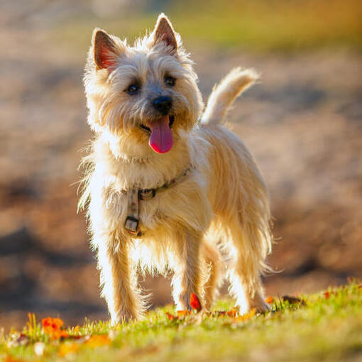 cairn terrier em pé na colina