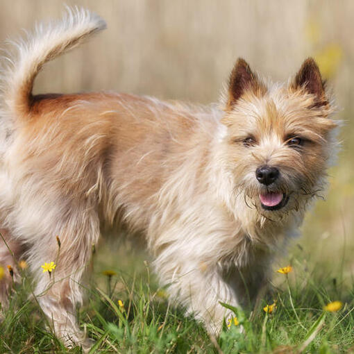 cairn terrier em um campo de flores