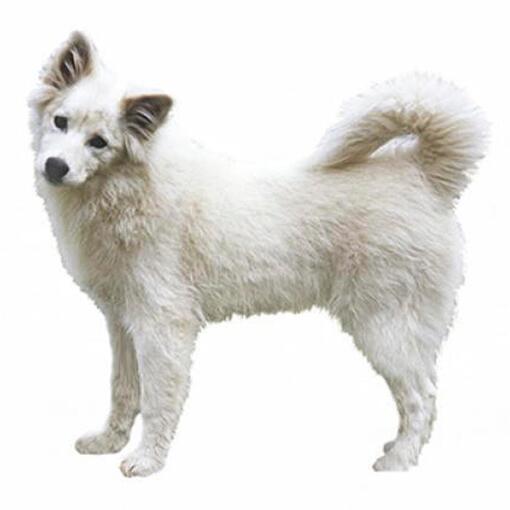 Raça de cão esquimó canadense