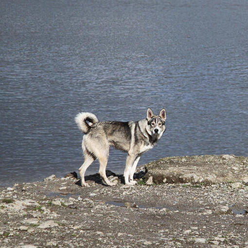 Cão esquimó canadense em pé na costa