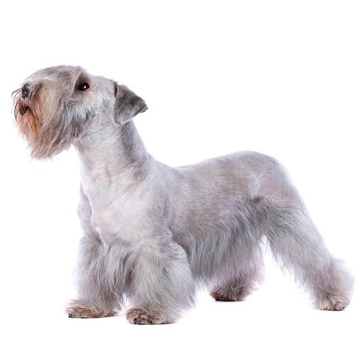 Raça de cães Terrier Checo