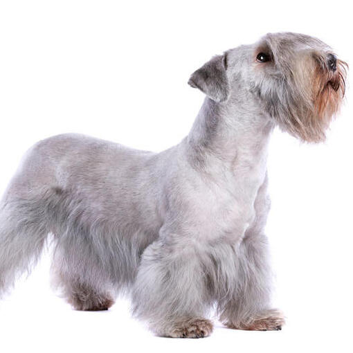 Terrier Checo Branco em pé