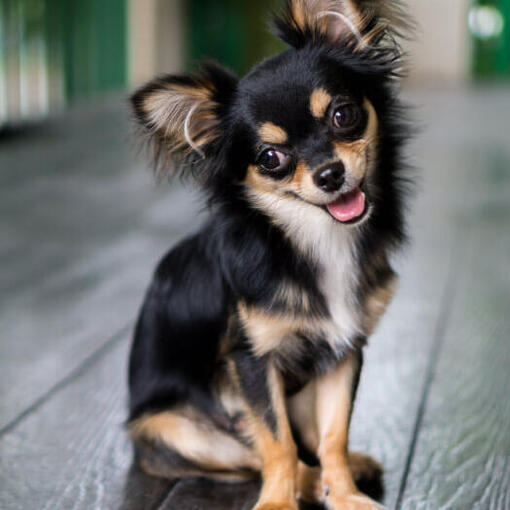 Chihuahua de pêlo longo sentado