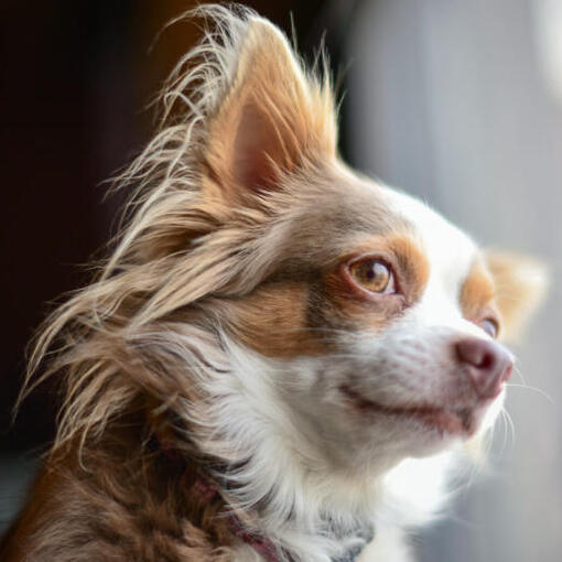 Chihuahua de pêlo longo marrom observando
