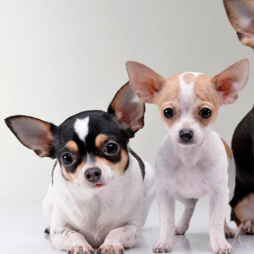 Três chihuahuas