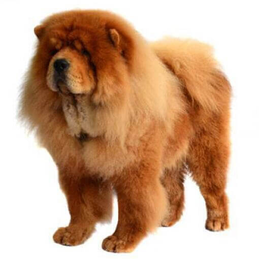 Raça de cachorro Chow Chow