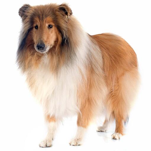 Raça de cachorro Collie (áspero)