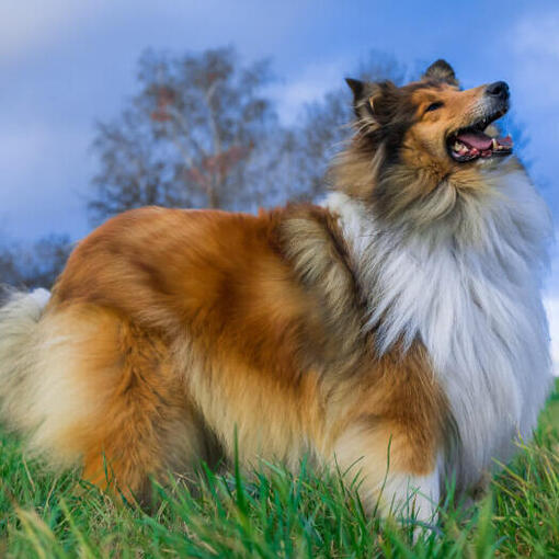 Cachorro olhando para o céu