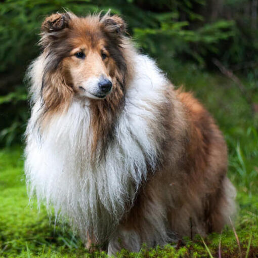 Collie em pé na floresta