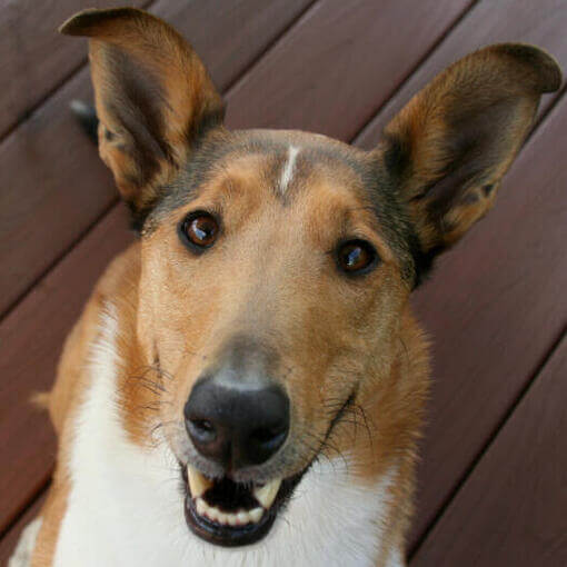 Collie com cabelo liso deitado