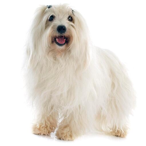 Raça de cachorro Coton De Tulear