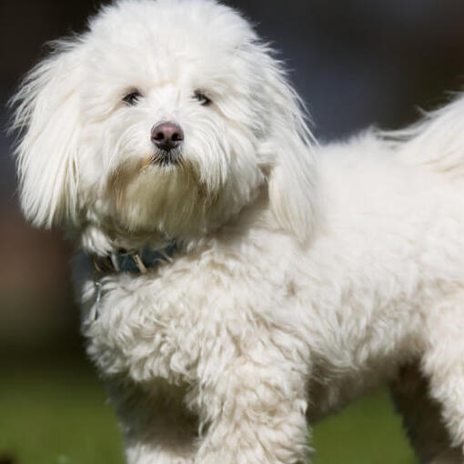 cachorro fofo branco em pé ao ar livre