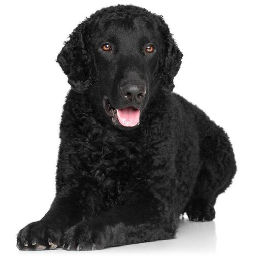 Raça de cão Retriever com pêlo encaracolado