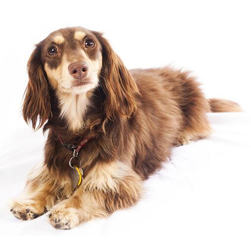 Raça de cachorro Dachshund (miniatura de pêlo comprido)