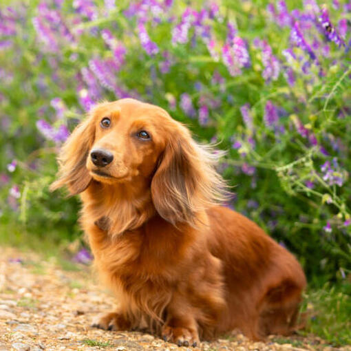 Dachshund miniatura marrom de cabelos compridos sentado