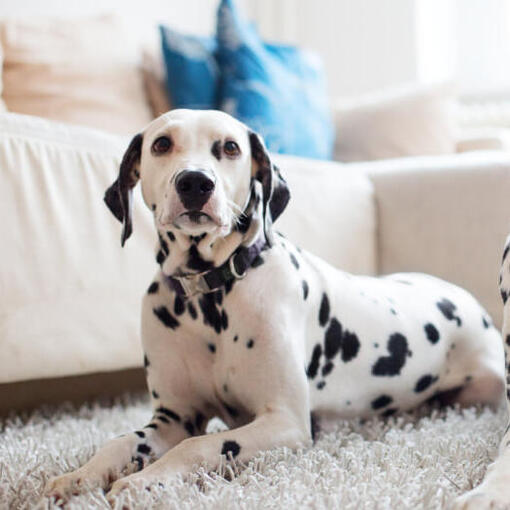 Raça de cachorro dálmata