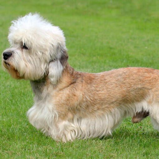 Dandie Dinmont Terrier em pé na grama