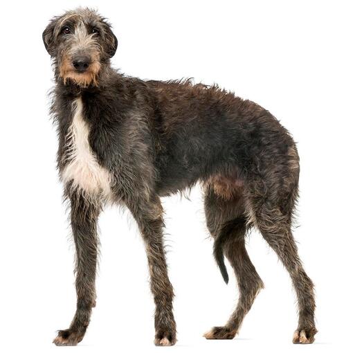 Raça Deerhound