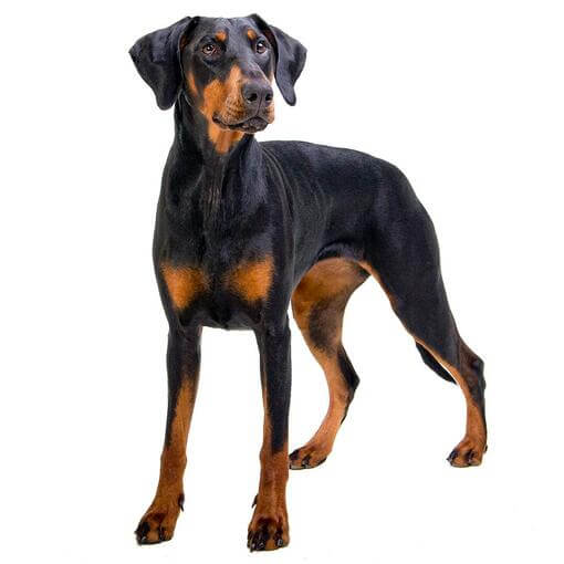 Raça de cachorro Dobermann