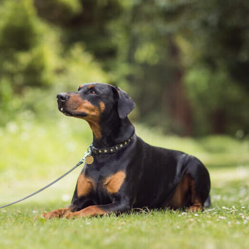 dobermann deitado na grama