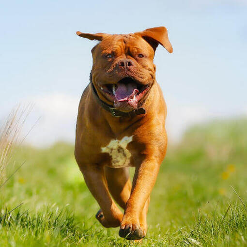 Feliz Dogue de Bordeaux correndo em campo