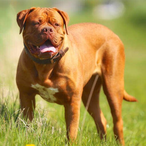 Dogue de Bordeaux em pé na grama