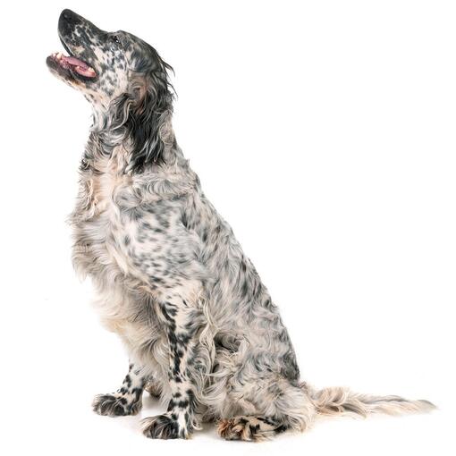 Raça de Cão Setter Inglês