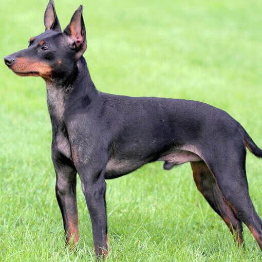 Toy Terrier Inglês em pé na grama