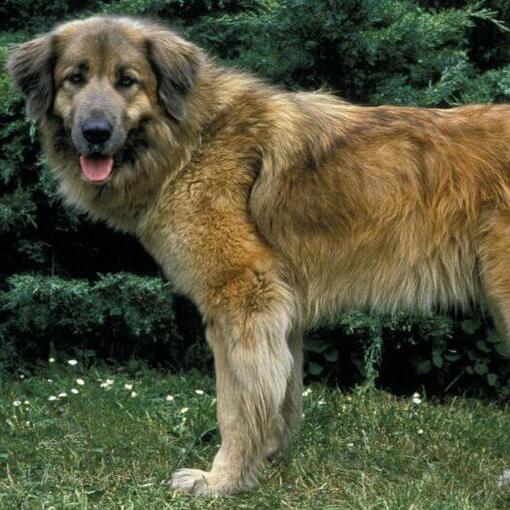 Cão da Serra da Estrela em pé na relva