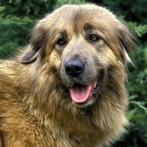 Observação do Cão da Serra da Estrela