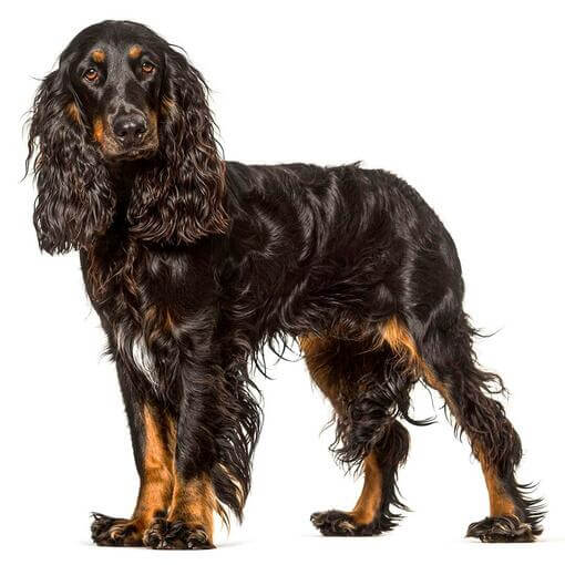 Raça de Cão Spaniel de Campo