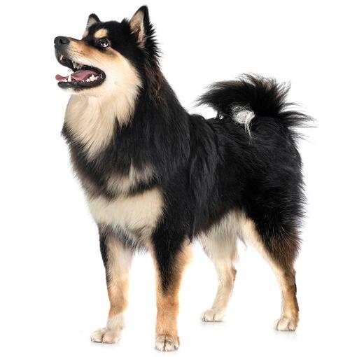 Raça de cão Lapphund finlandês