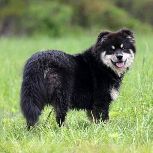 Lapphund finlandês em pé no campo