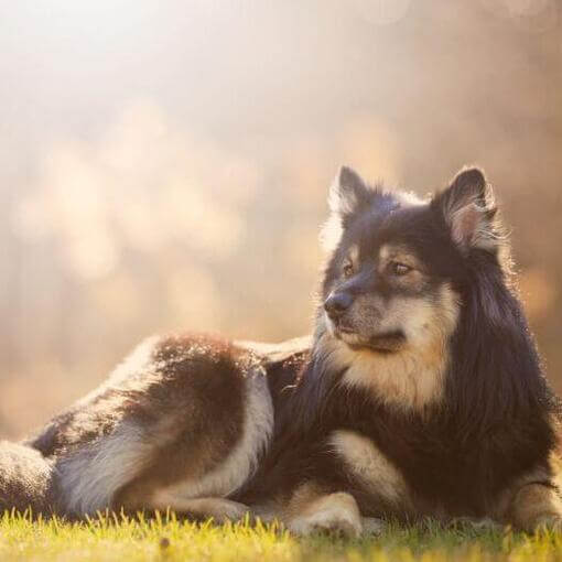 Lapphund finlandês deitado na grama