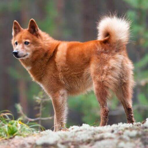 Spitz finlandês em pé na rocha