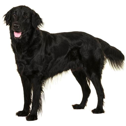 Raça de cão Retriever de revestimento liso