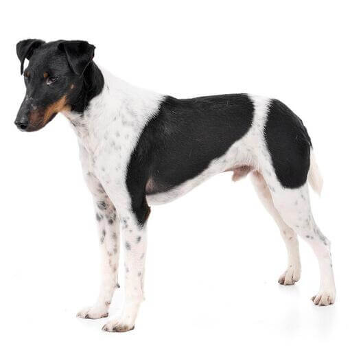 Raça de cão de pelagem lisa Fox Terrier