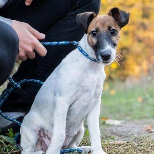 Fox Terrier de revestimento liso com coleira azul